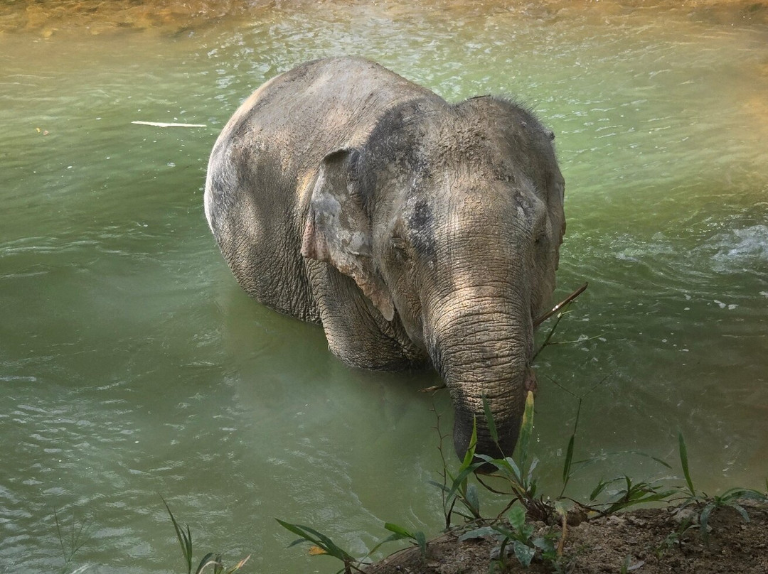 Khaolak Ethical Elephant Sanctuary-拉克山必去景点