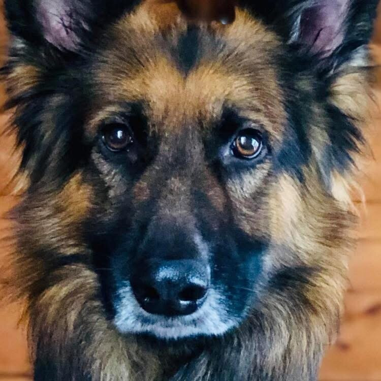 Holywell Pet Cemetery-Holywell必去景点