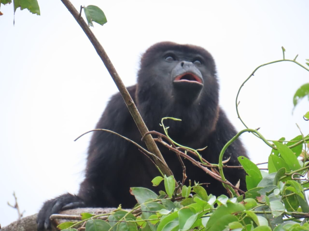 Monkey Island-巴拿马城必去景点