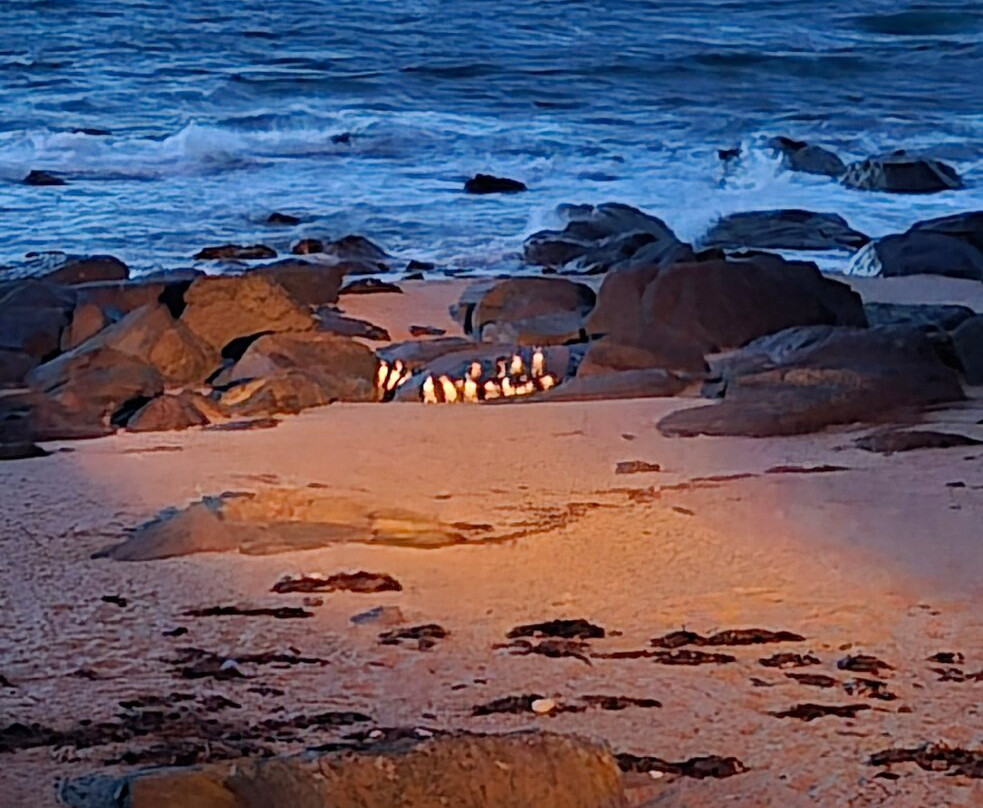Low Head Penguin Tours-Low Head必去景点