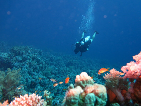 Gold Stars Diving Center-纳布克湾必去景点