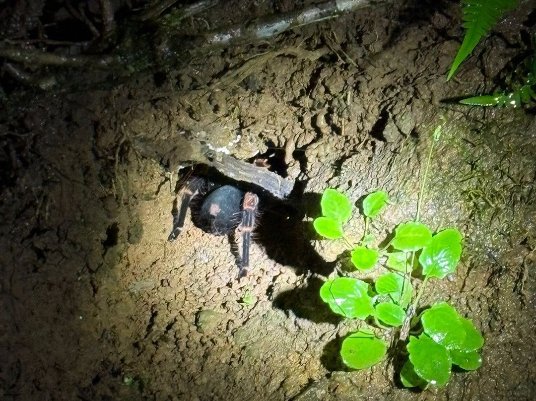Children's Eternal Rain Forest-圣埃伦娜必去景点