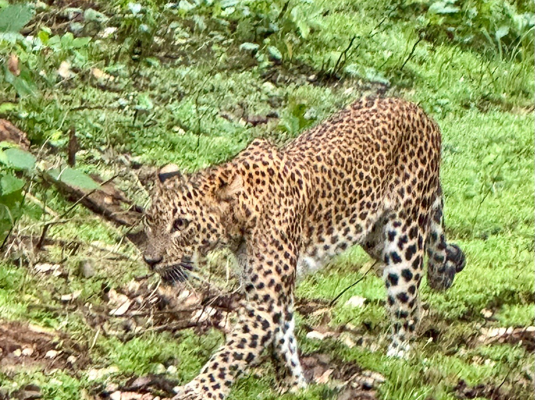 Amaze Tours-Kurunegala必去景点