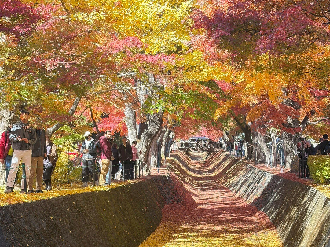 Momiji Tunnel-富士河口湖町必去景点