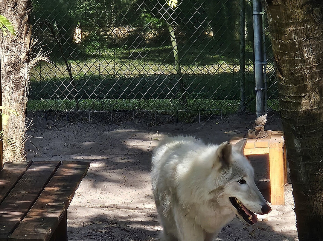 Shy Wolf Sanctuary Education & Experience Center-Golden Gate必去景点
