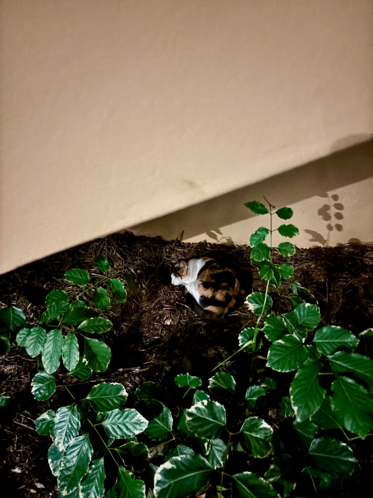 El Dorado Seaside Palms-官方