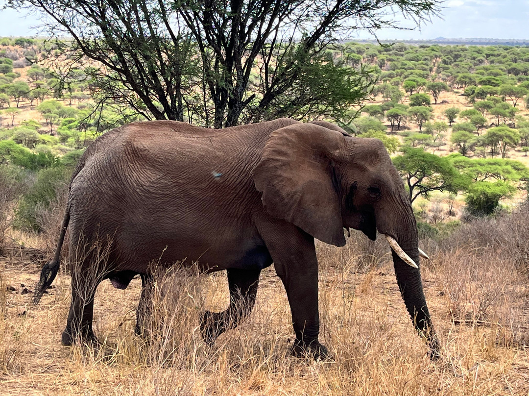 Monkey Adventures-莫西必去景点