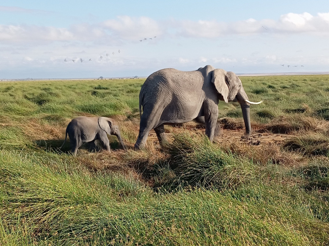 Kilimanjaro Balloon Safaris-安博塞利国家公园必去景点