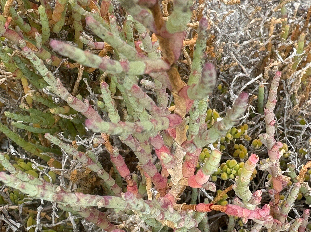 Beachcomber Guide-干斯拜必去景点