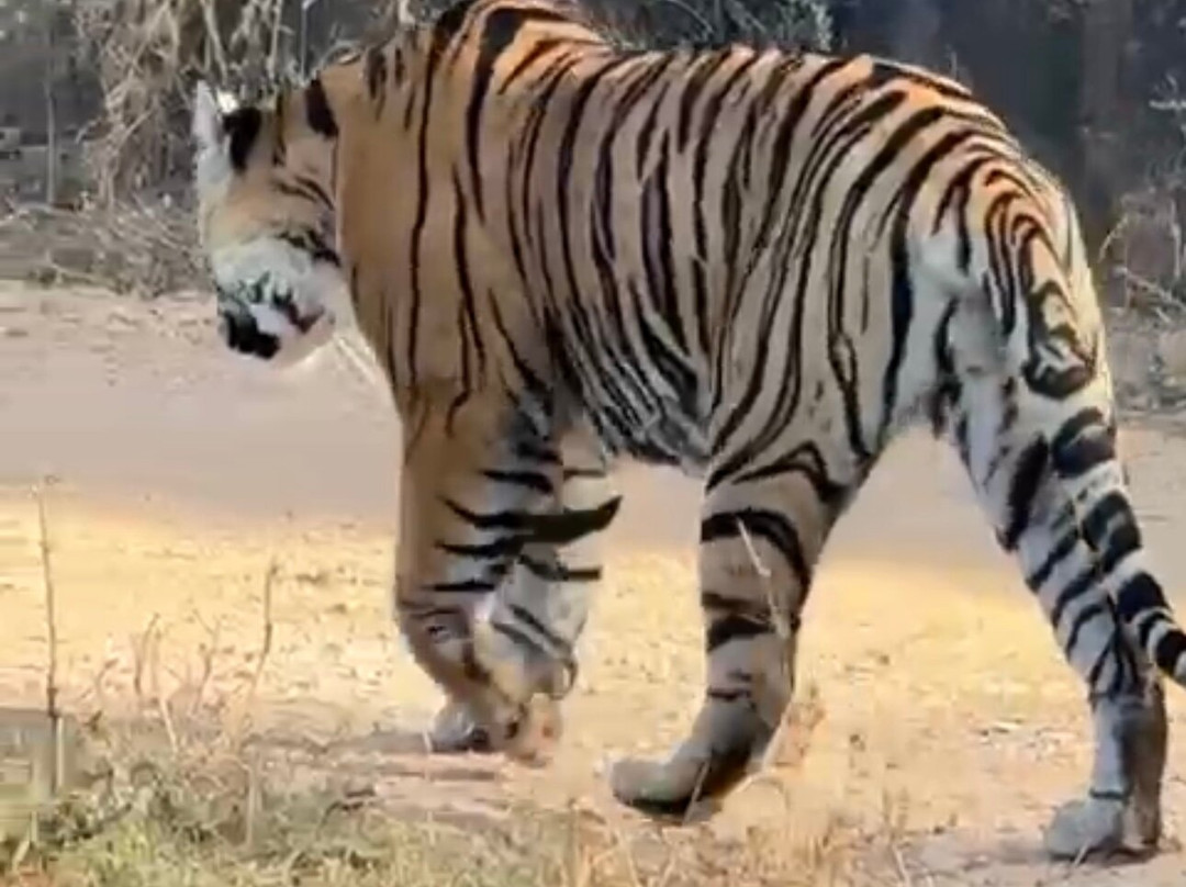 Ranthambore Fort-Ranthambhore Fort必去景点