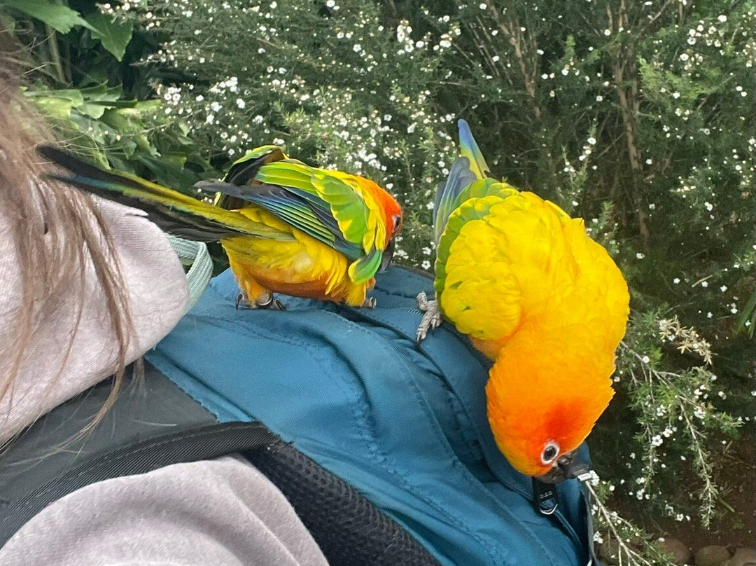 Ilha das Aves-Campanario必去景点