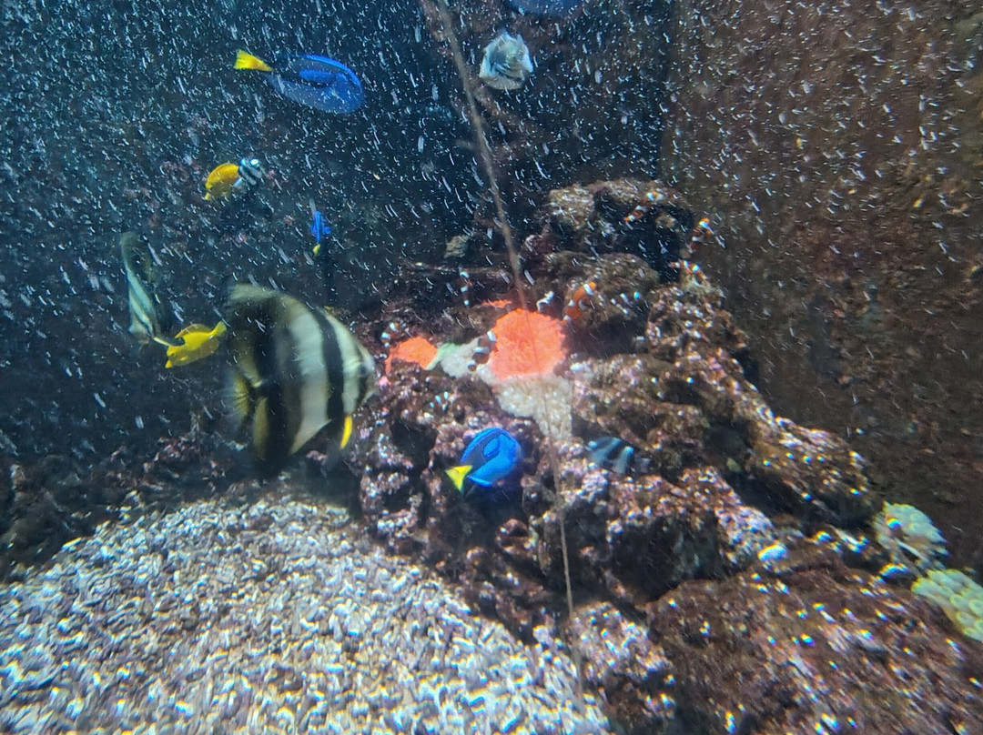 Acquario Di Livorno-里窝那必去景点