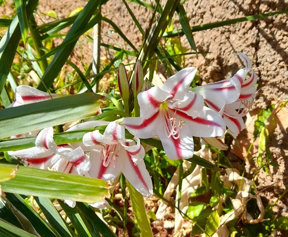 Parque Zoológico De Goiânia-戈亚尼亚必去景点