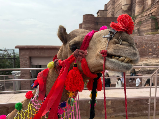 suresh kumar vyas-焦特布尔必去景点