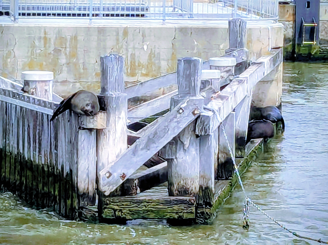 Spirit of the Coorong Cruises-Goolwa必去景点