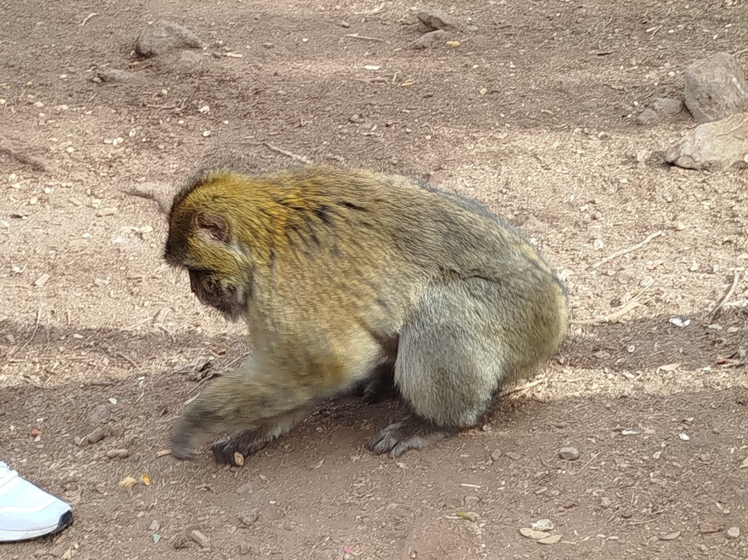 Azrou Cedar Forest-Azrou必去景点