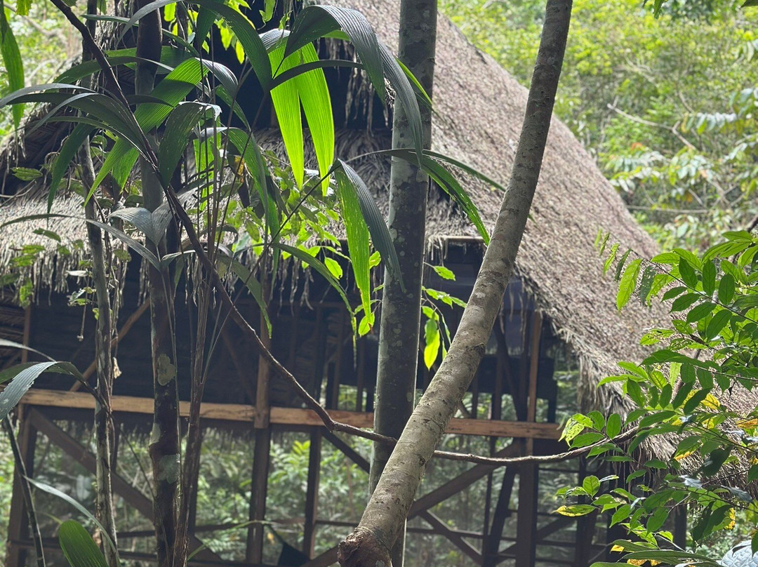 Psychonauta Foundation-伊基托斯必去景点