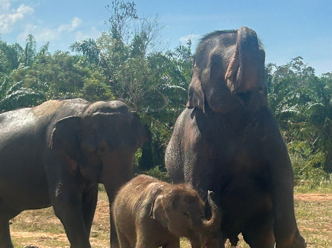 Following Giants - Krabi-Khlong Hin必去景点
