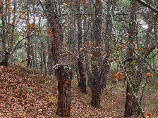 Petrified Forest Lefkimi