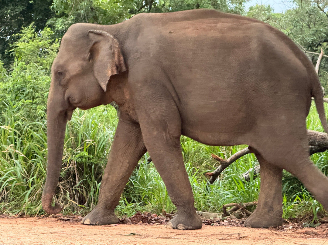 Pethum Aththanayaka-科伦坡必去景点