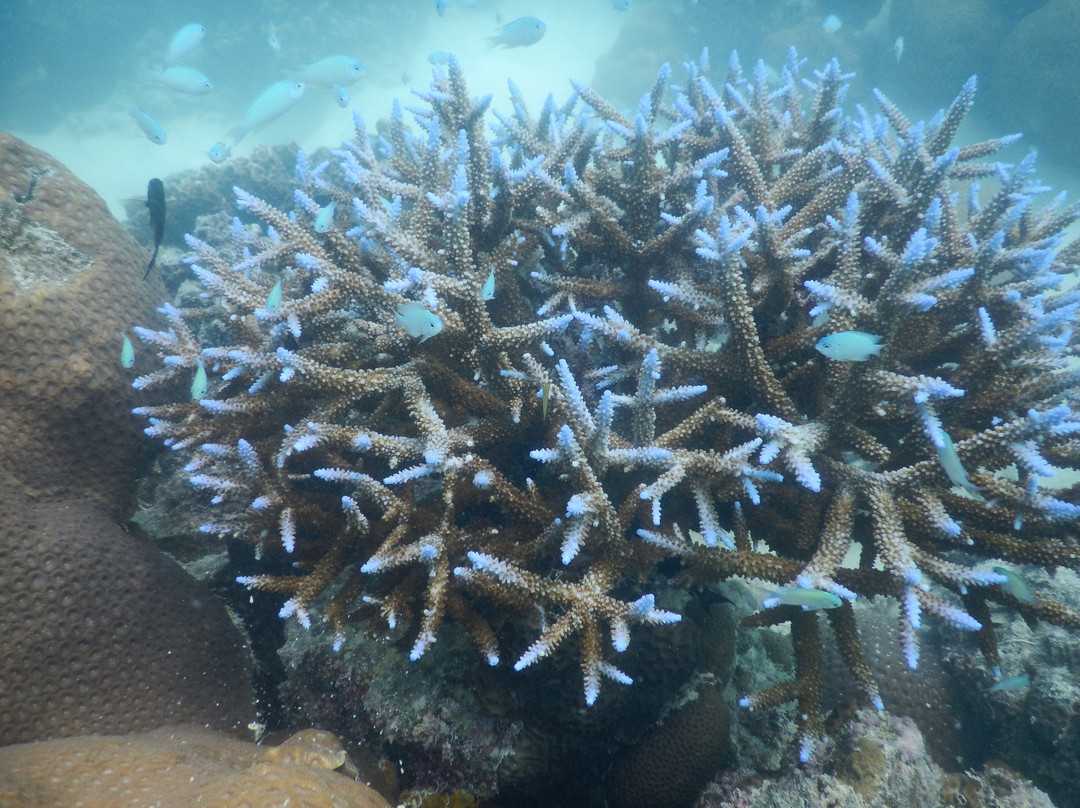 Ocean Voice Beach Home & Diving Resort主图