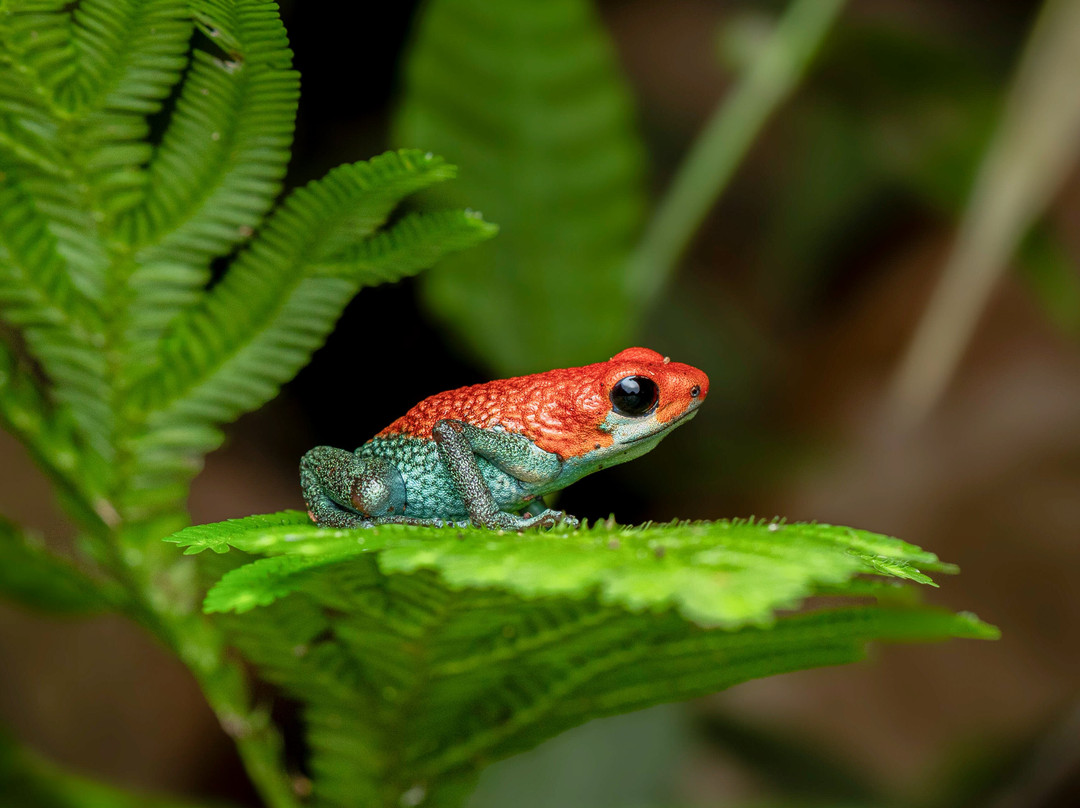 Sierpefrogs-Sierpe必去景点