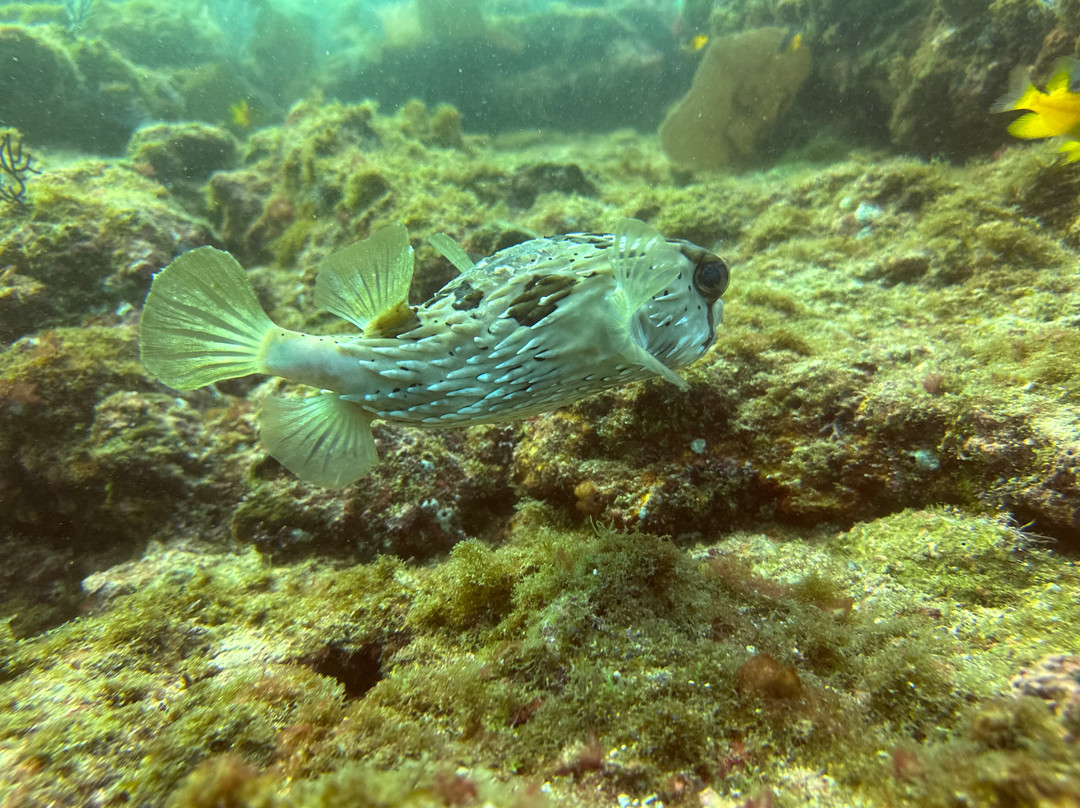 Dressel Divers Puerto Vallarta-蓬塔米塔必去景点