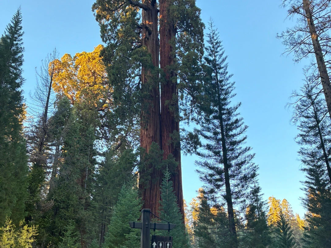 Big Trees Trail-红杉&国王峡谷国家公园必去景点