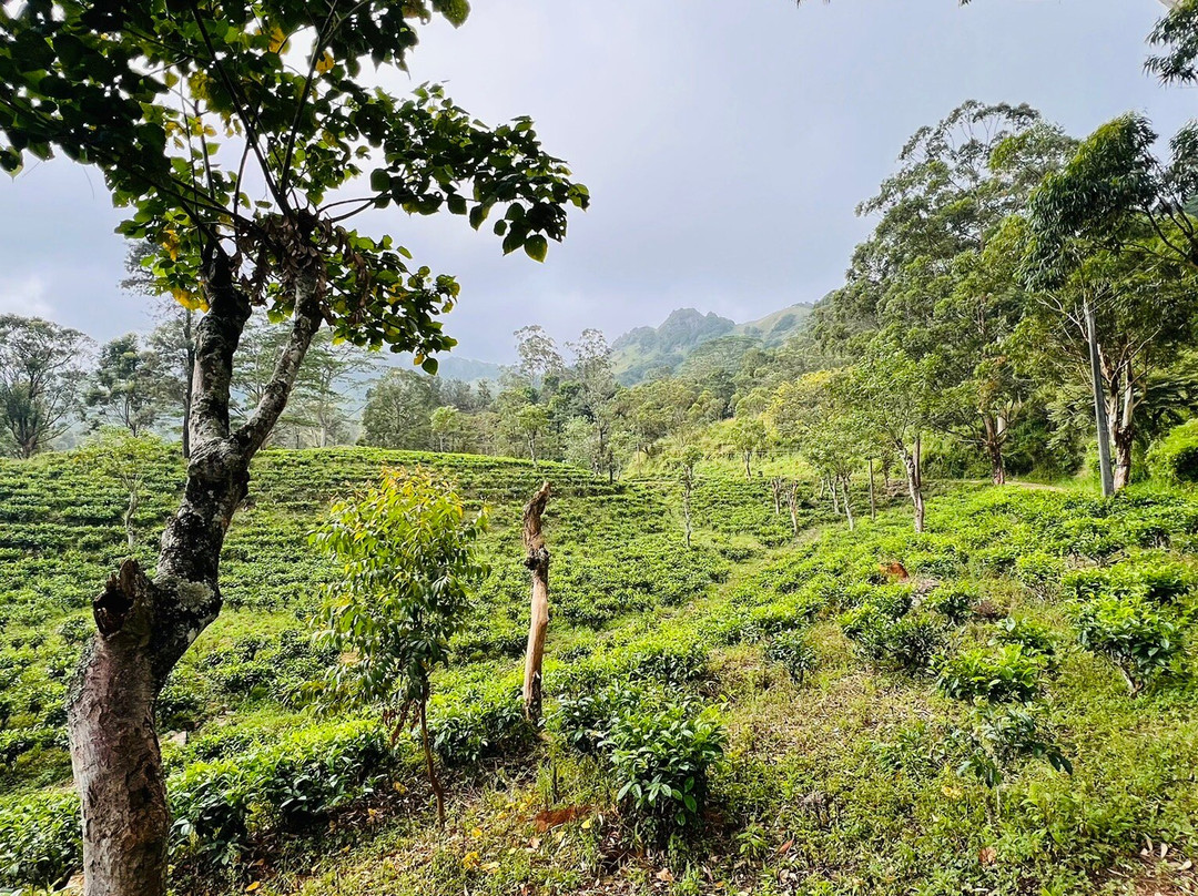 Kandy Trekking Tours-康提必去景点