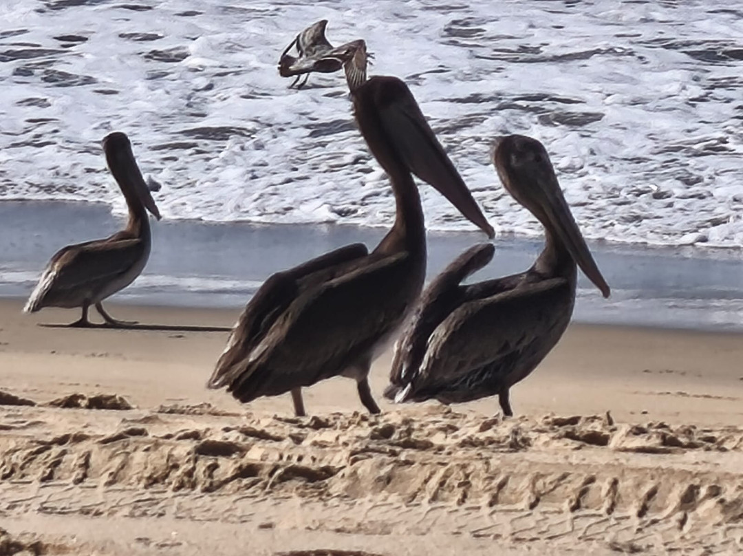 Punta Lobos-托多斯桑托斯必去景点