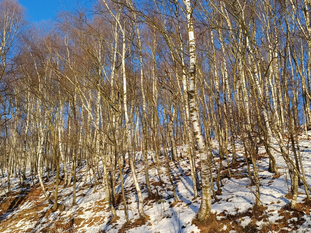 Strada Statale 232 Panoramica Zegna-Trivero必去景点