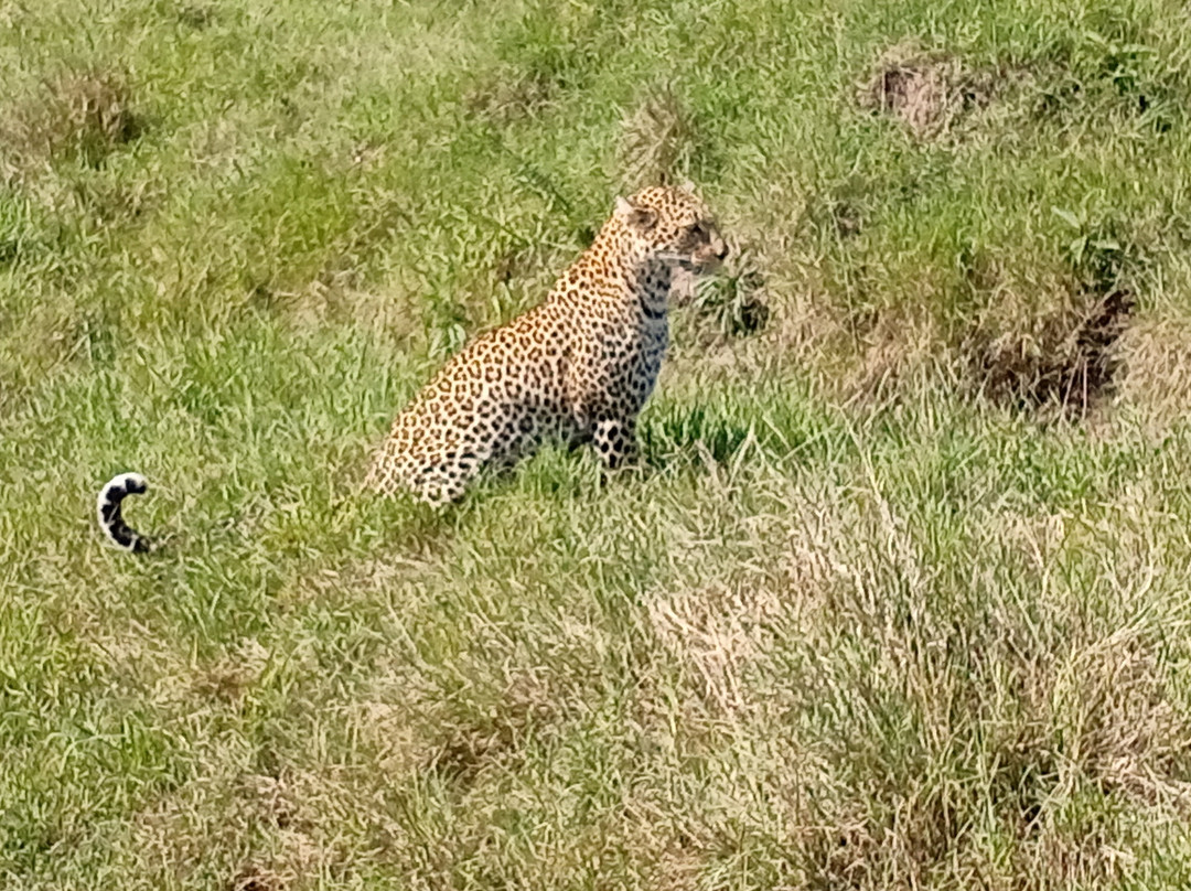 Scope Safaris-Thika必去景点