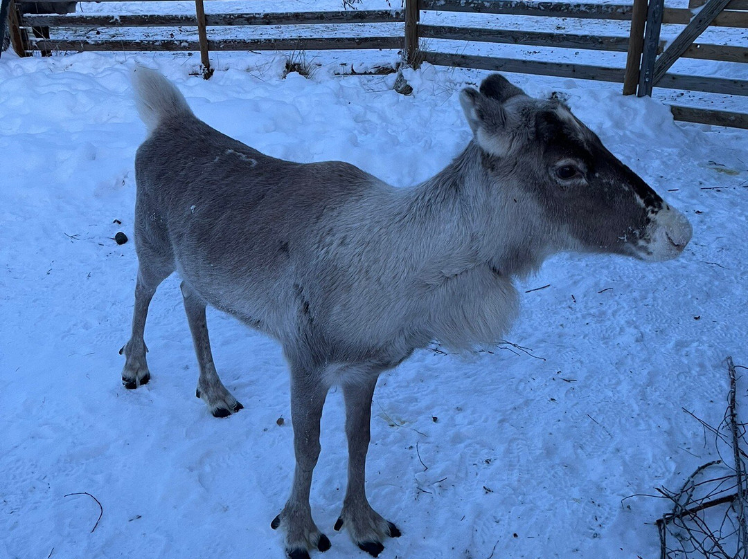 Local Lifestyle Rovaniemi-罗瓦涅米必去景点