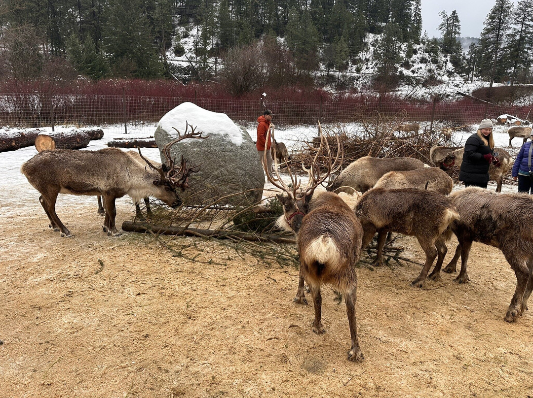 Leavenworth Reindeer Farm-莱文沃思必去景点