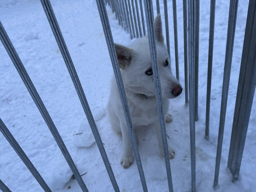 Arctic Circle Husky Park-罗瓦涅米必去景点