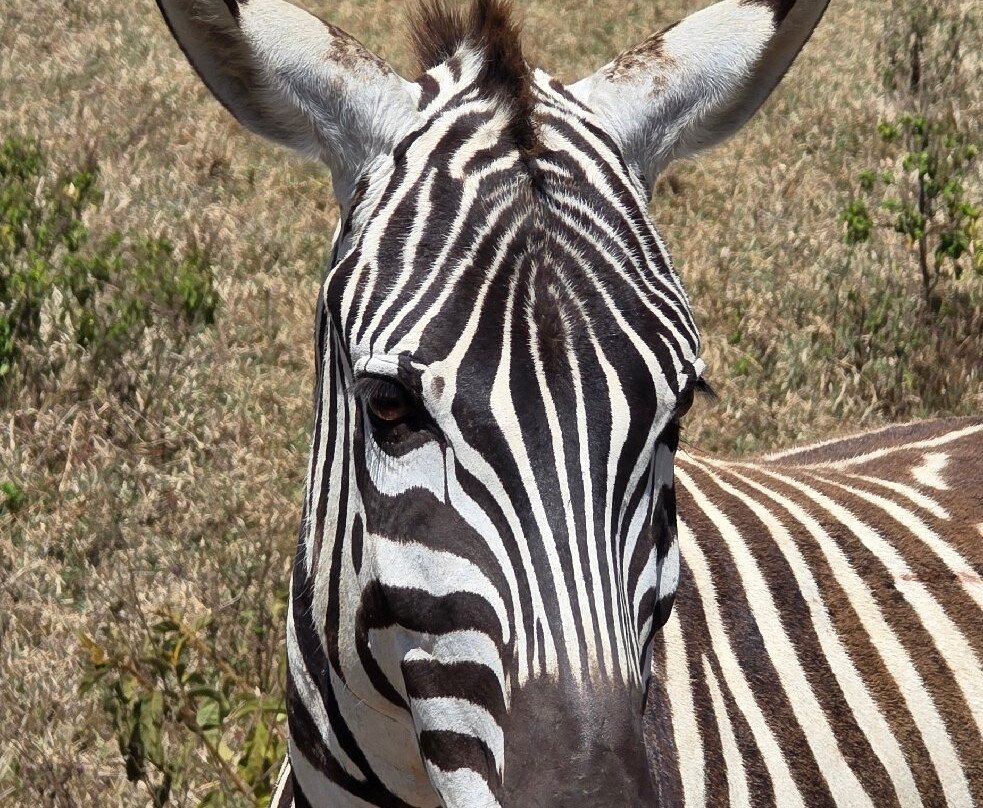 Designer Safari-内罗毕必去景点