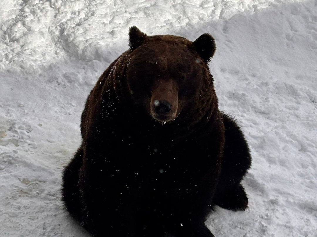 登别熊牧场-登别市必去景点
