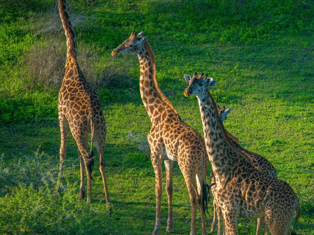 易捷旅游-一日游-阿鲁沙必去景点