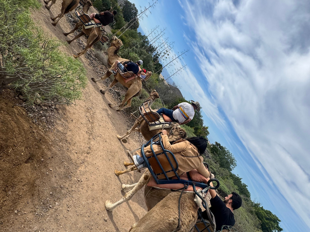 Camel Park-阿罗纳必去景点