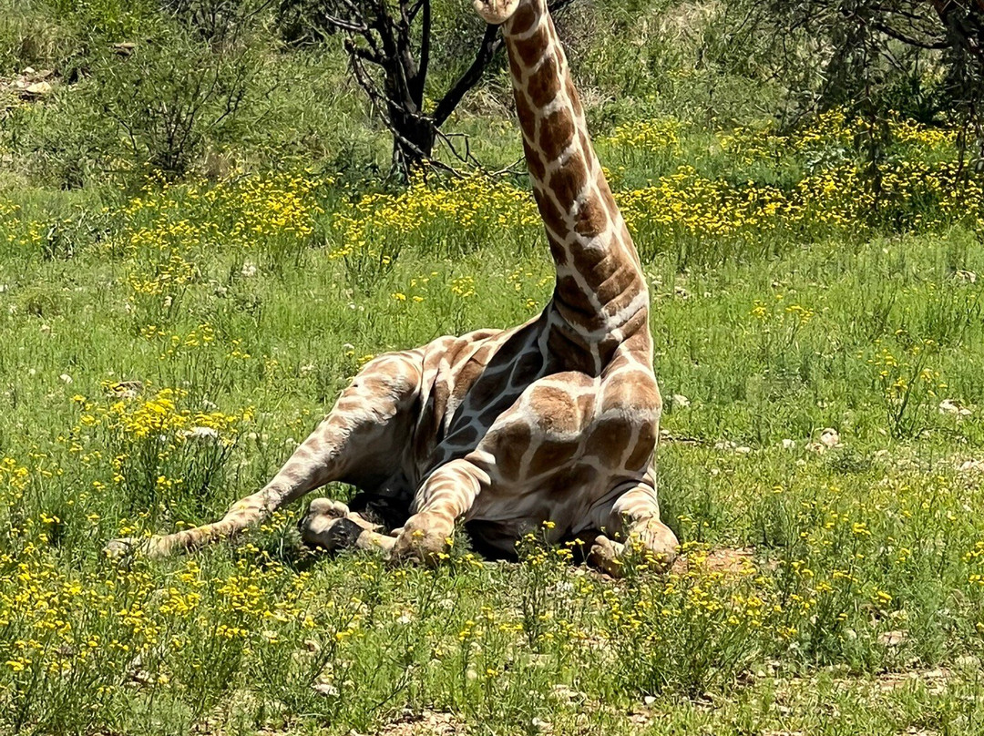 Daan Viljoen Nature Reserve-温德和克必去景点