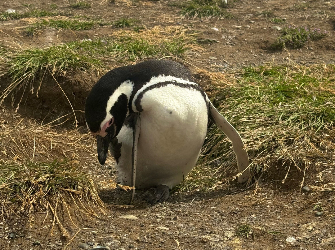 isla magdalena-蓬塔阿雷纳斯必去景点