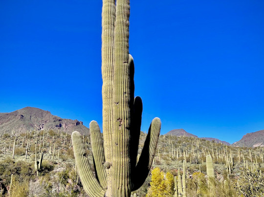 The Dragonfly Trail-Silver City必去景点