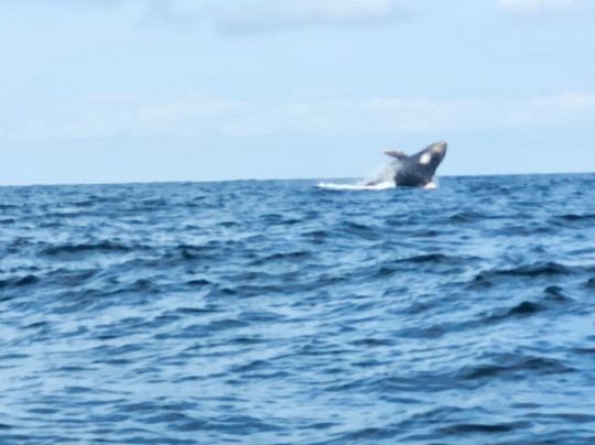 Dressel Divers Puerto Vallarta-蓬塔米塔必去景点