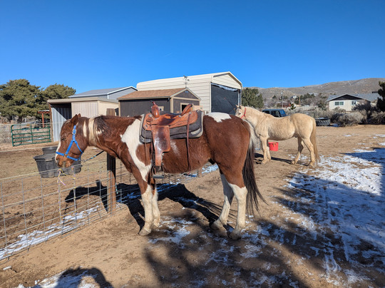 Heavenly Hoofprints-New Washoe City必去景点