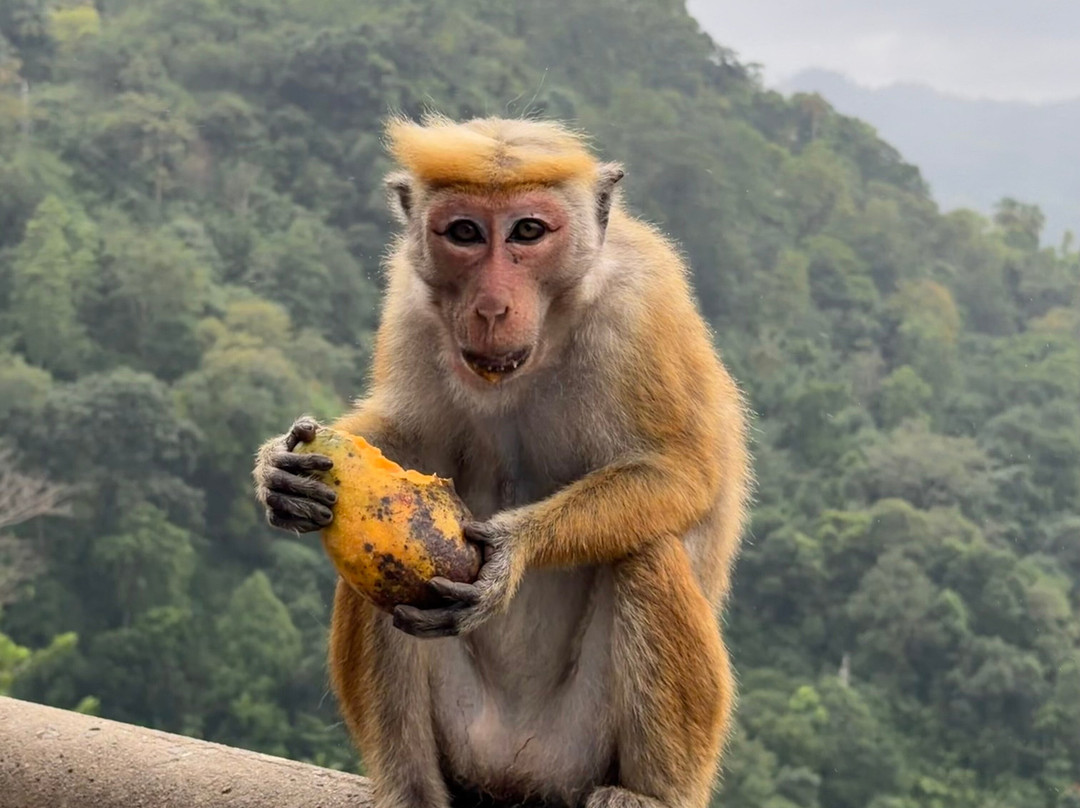 Rangi Tours-瓦都瓦必去景点