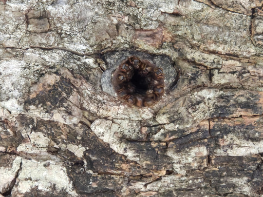 Mayan Bee Sanctuary-San Miguel de Cozumel必去景点