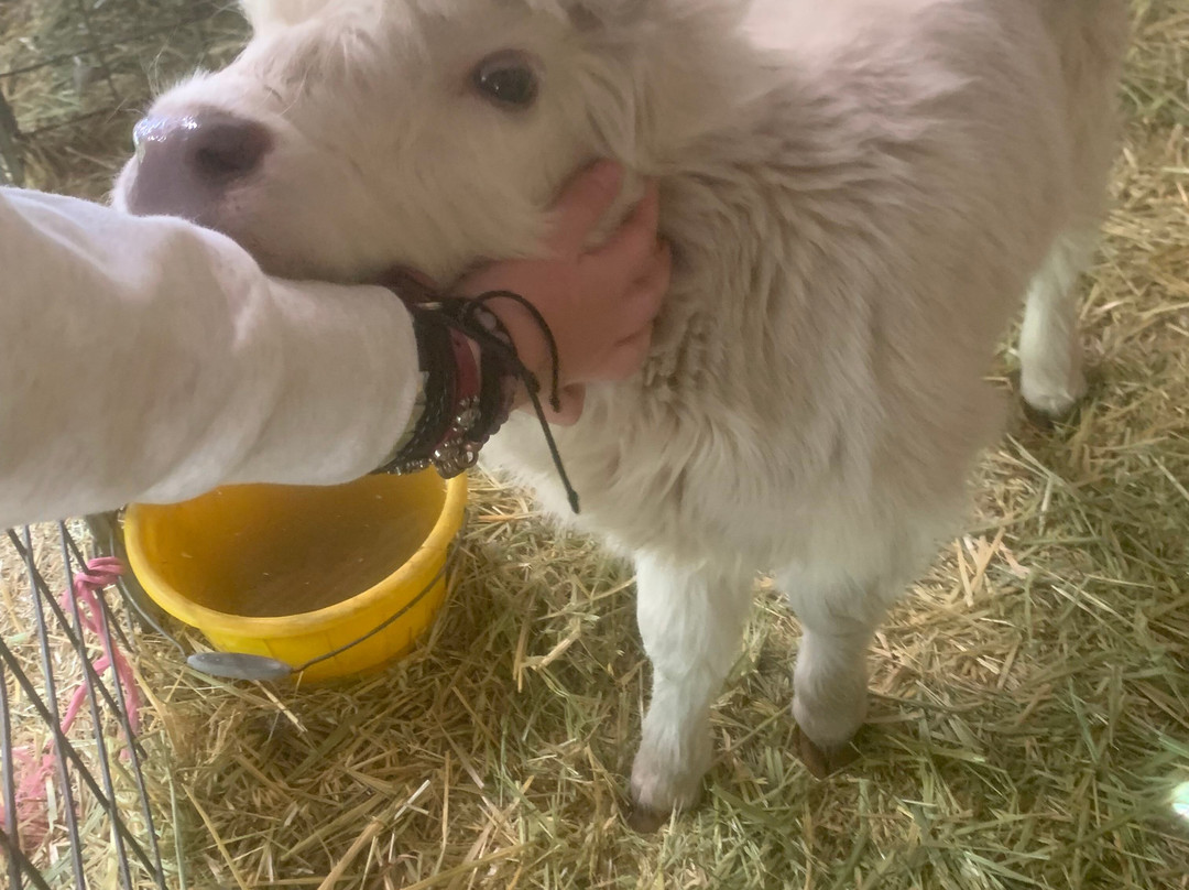 Denmark Animal Farm & Pentland Alpaca Stud-丹麦必去景点