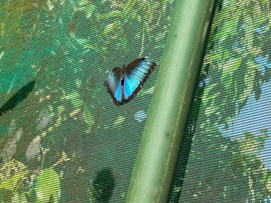 Royal Butterflies-哈科必去景点