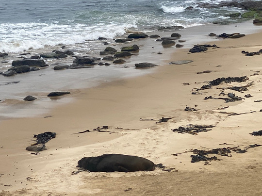 Waipapā Point Lighthouse-Otara必去景点