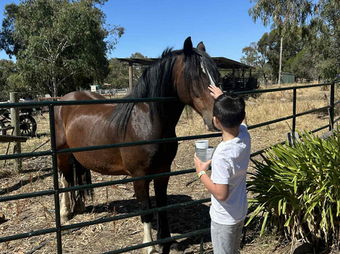 Animal Land Children's Farm-Diggers Rest必去景点